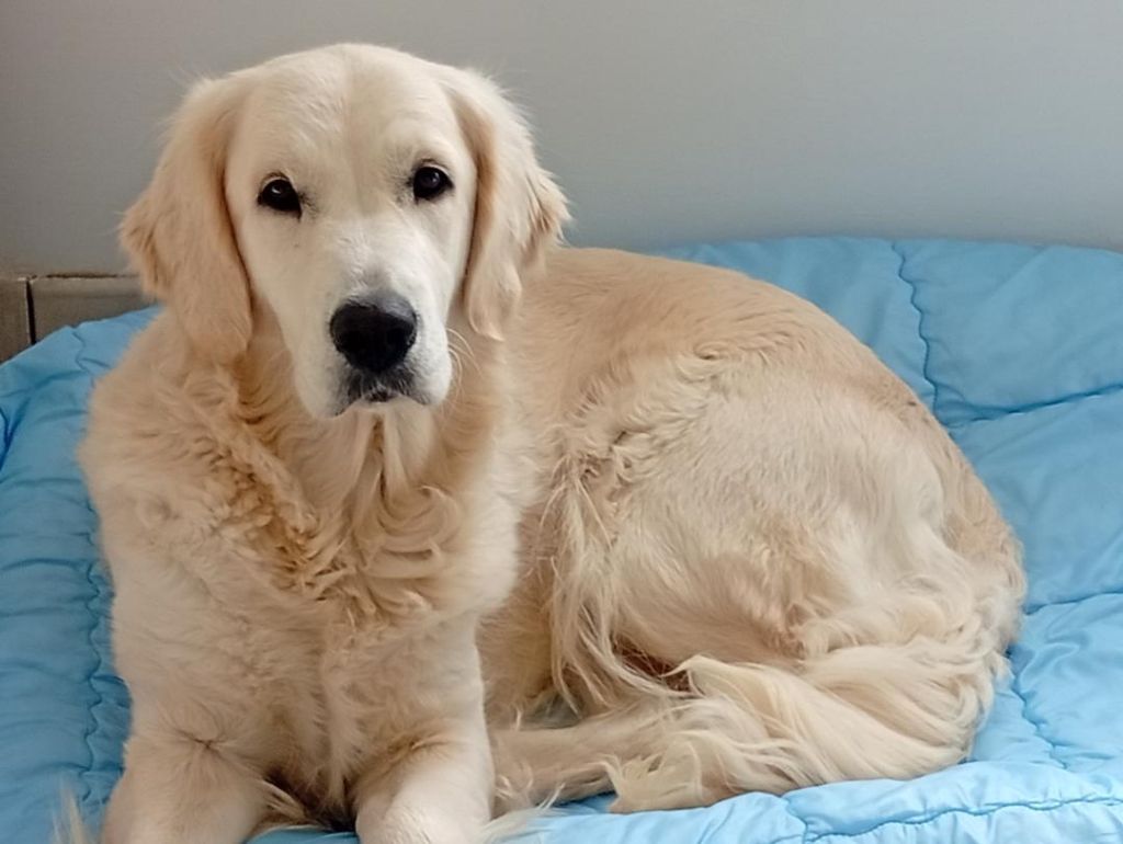 Uma Du Domaine D'Izella